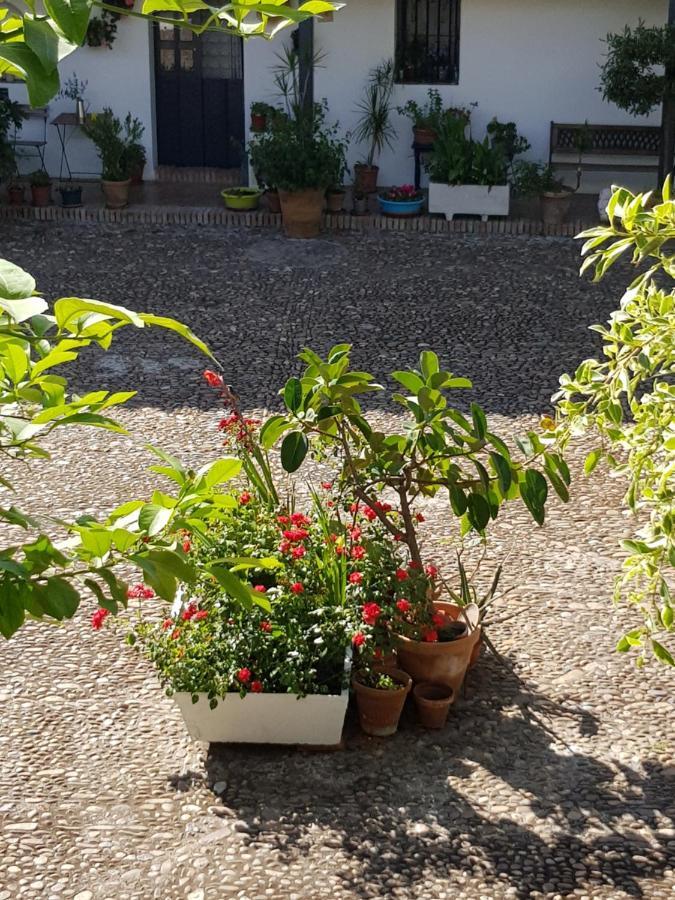 Apartament Patio Andaluz Siglo XVI Sewilla Zewnętrze zdjęcie